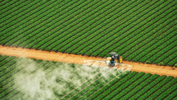 Best Ant Control Services  in Rion Center, MA