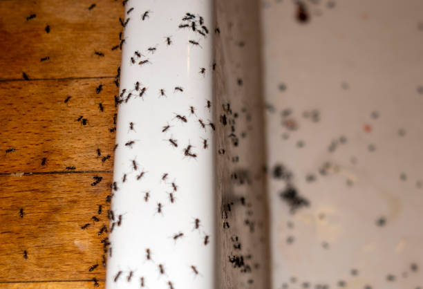 Best Mosquito Control Services  in Rion Center, MA