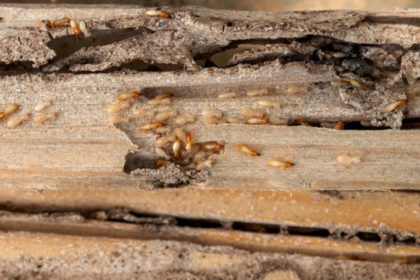 Best Termite Control Services  in Rion Center, MA